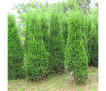 綠化工程產品庫 構建生態(tài)城市的基石