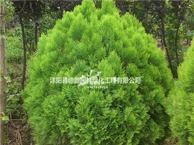 灑金柏苗木供應及其在綠化工程中的應用與價格指南