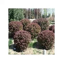 供應優質紅葉小檗球 工程綠化理想之選，冠幅60-80厘米基地直銷